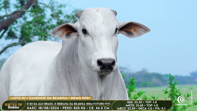Lote 01