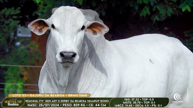 Lote 03