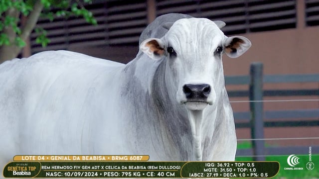 Lote 04