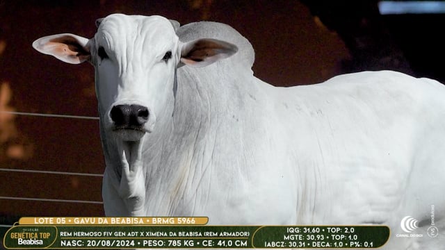 Lote 05