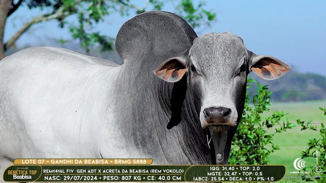 Lote 07