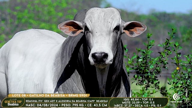 Lote 08