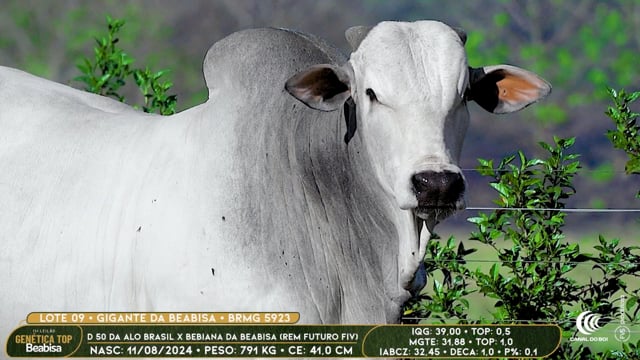 Lote 09