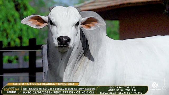 Lote 11