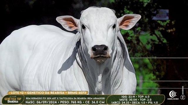 Lote 12