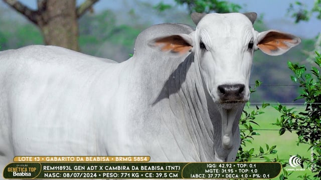 Lote 13