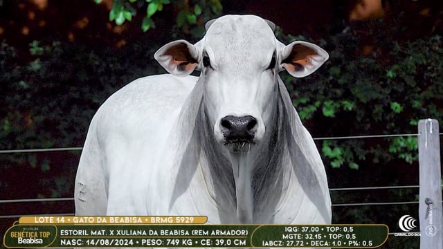 Lote 14