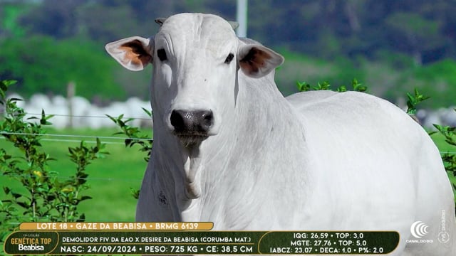 Lote 18