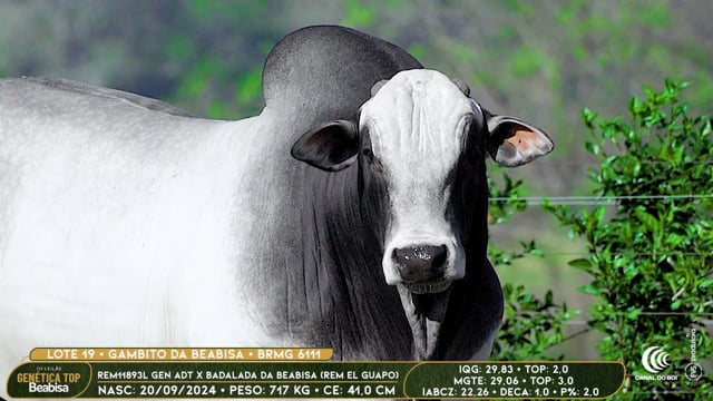Lote 19