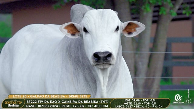 Lote 20