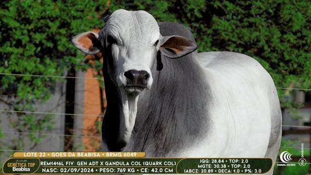 Lote 22