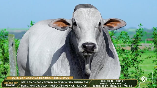 Lote 23