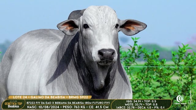 Lote 24