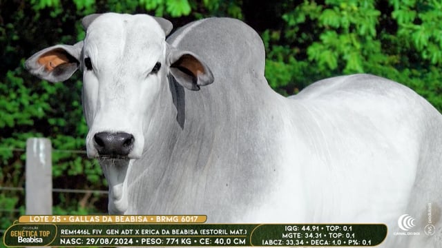 Lote 25