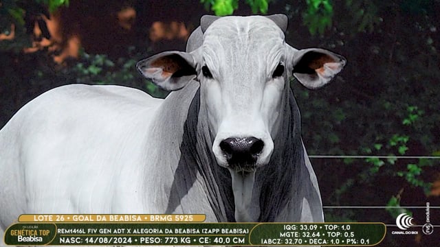 Lote 26