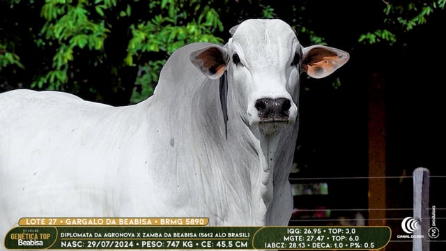 Lote 27