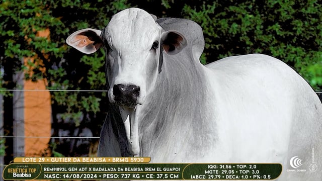 Lote 29