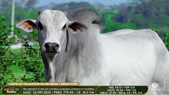 Lote 31