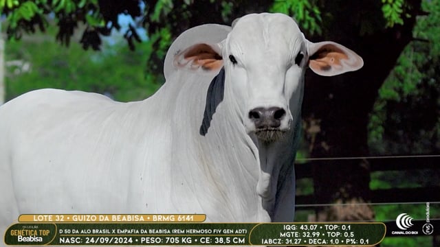 Lote 32