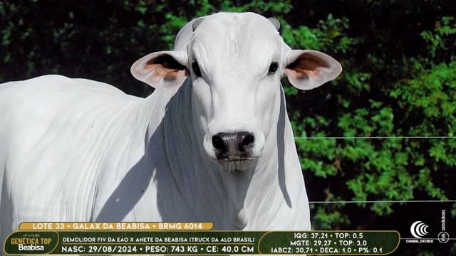Lote 33