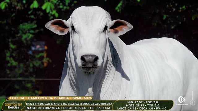 Lote 34