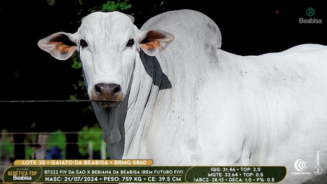 Lote 35