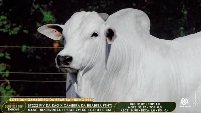 Lote 36