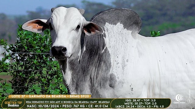 Lote 37