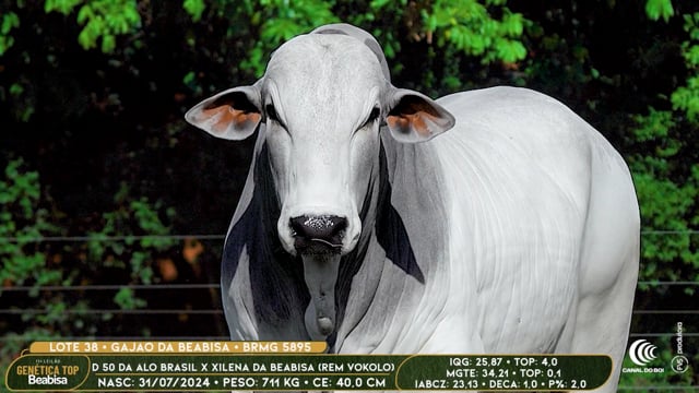 Lote 38