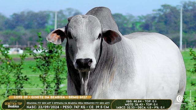 Lote 39