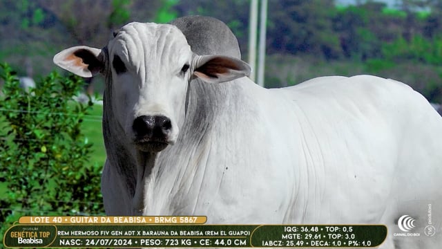 Lote 40