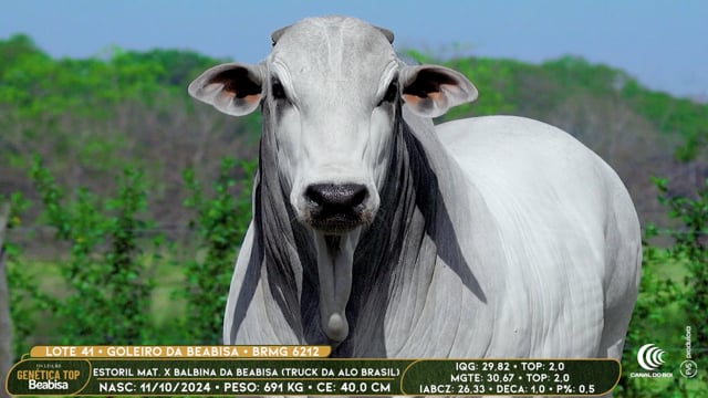 Lote 41