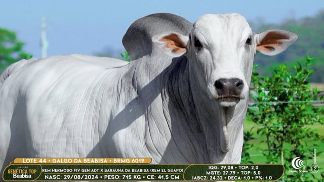 Lote 44