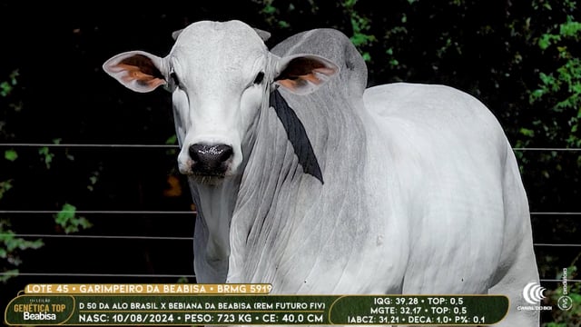 Lote 45