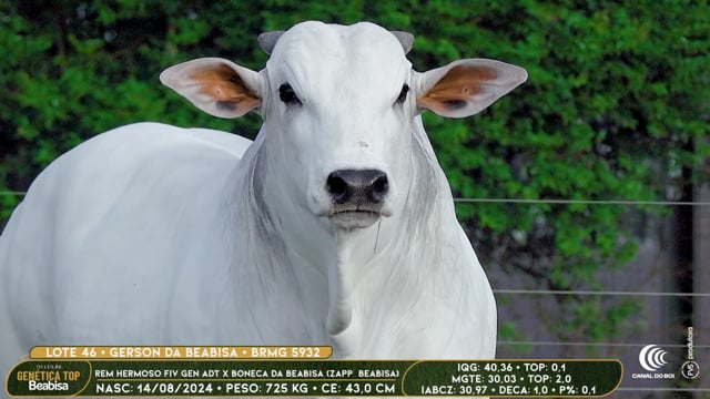 Lote 46