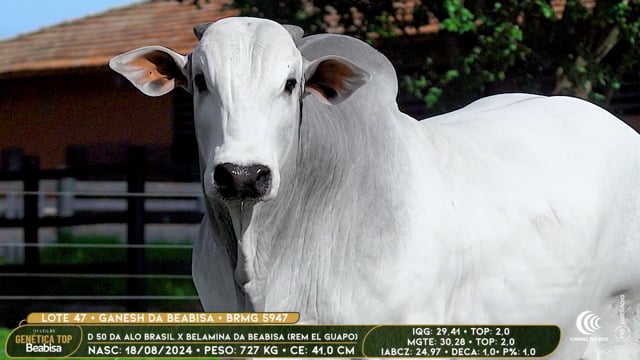 Lote 47