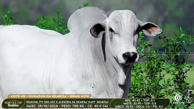 Lote 48