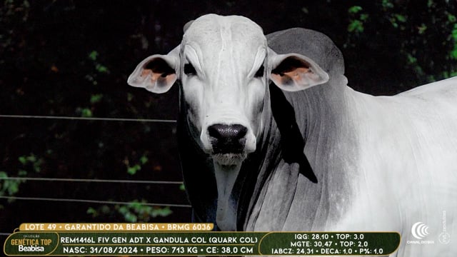 Lote 49