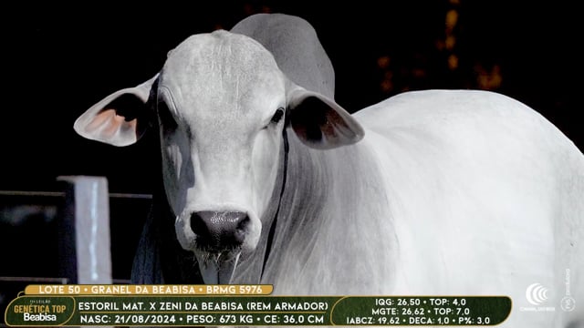 Lote 50
