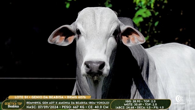 Lote 51