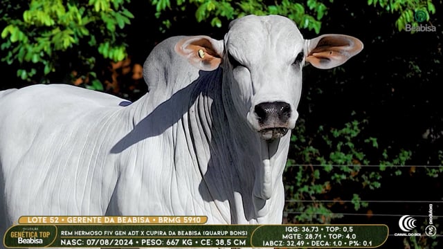Lote 52