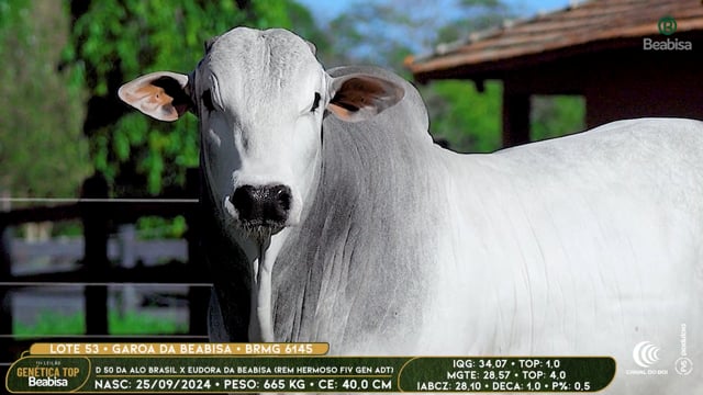 Lote 53