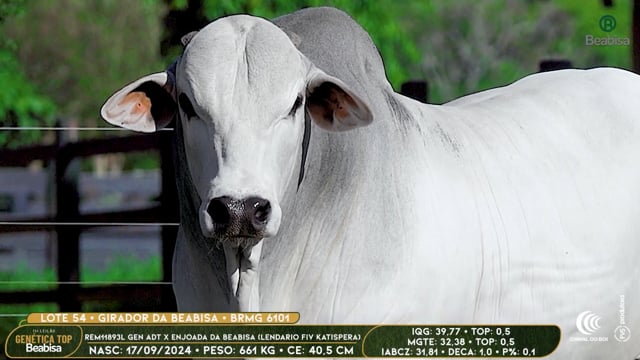 Lote 54