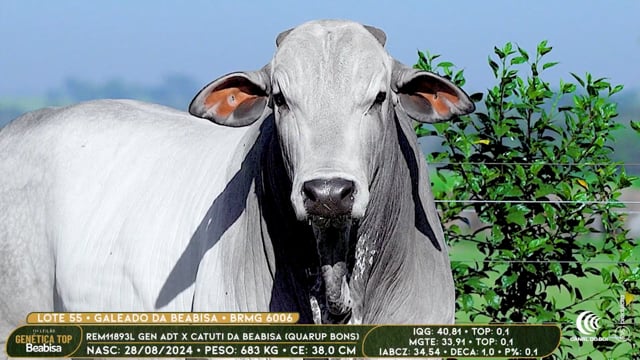 Lote 55