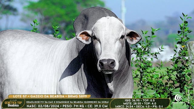 Lote 57