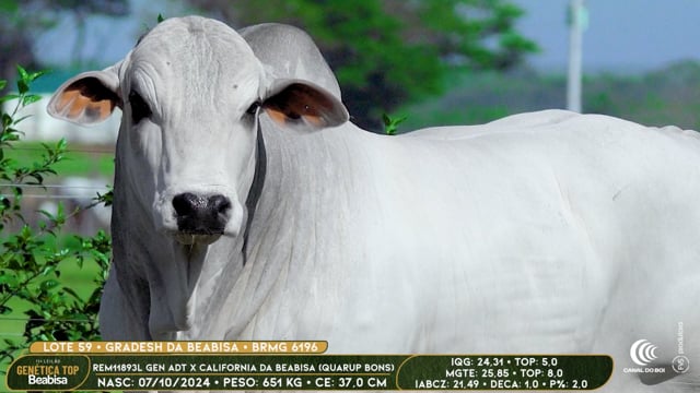 Lote 59