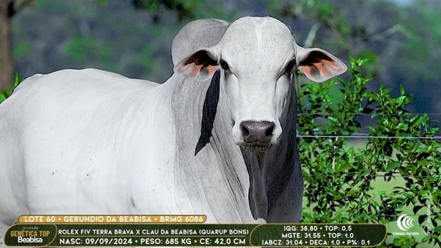 Lote 60