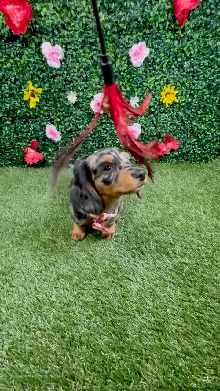 Female Dachshund puppy named Hazel for sale at Puppy Dreams - Round Rock. video thumbnail