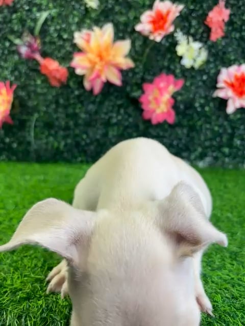 Male French Bulldog puppy named Bumblebee for sale at Puppy Dreams - Wichita West. video thumbnail