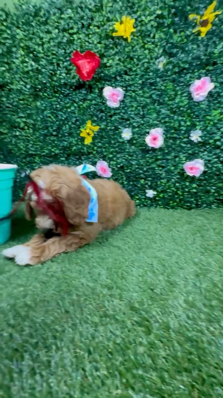 Male Mini Goldendoodle puppy named Rex for sale at Puppy Dreams - Round Rock. video thumbnail